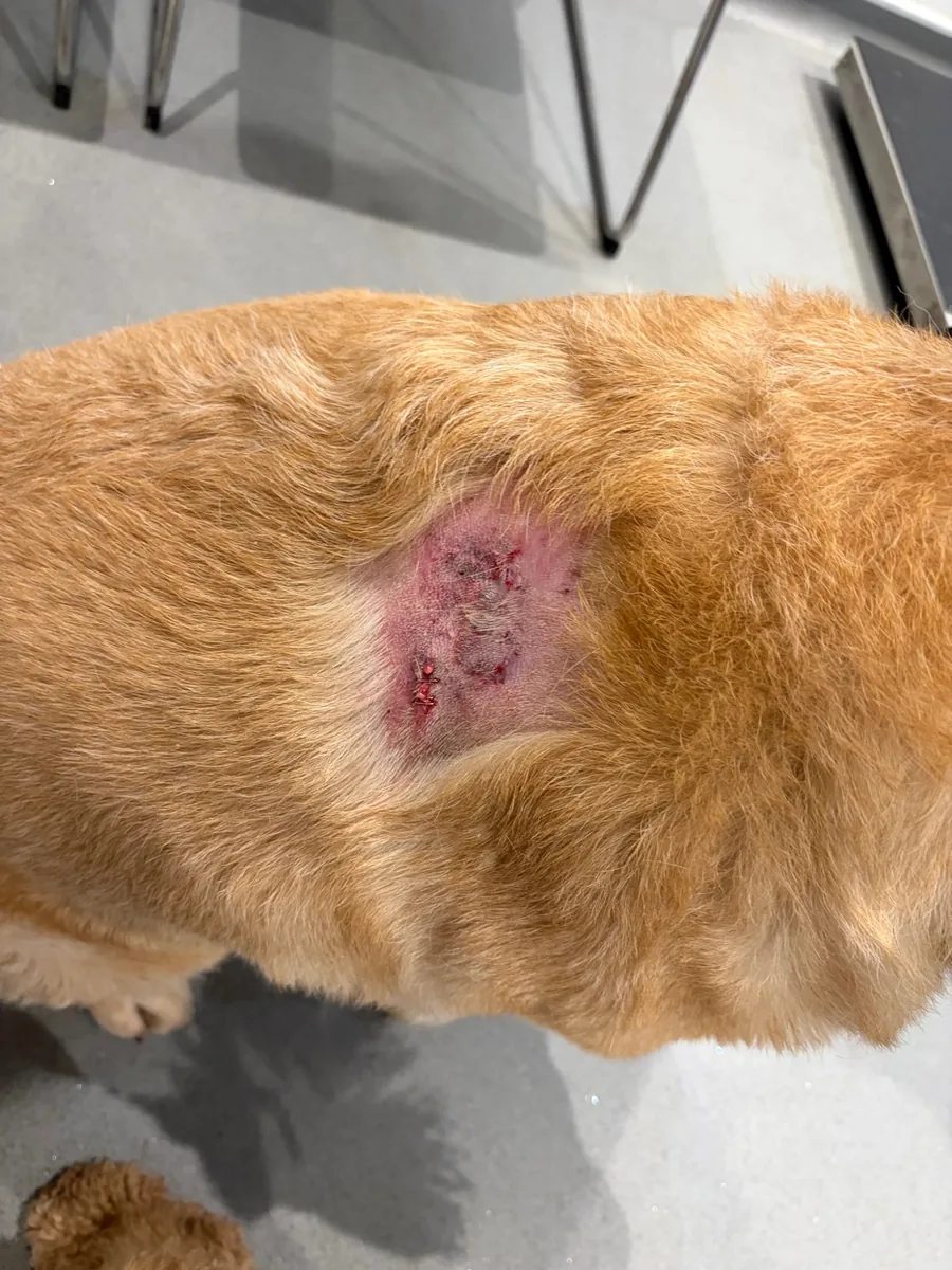 Missy's injury at Portchester Vets — wound visible on her back
