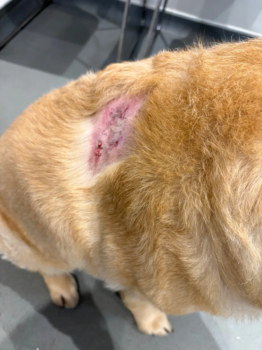 Missy's injury showing the extent of the attack wound