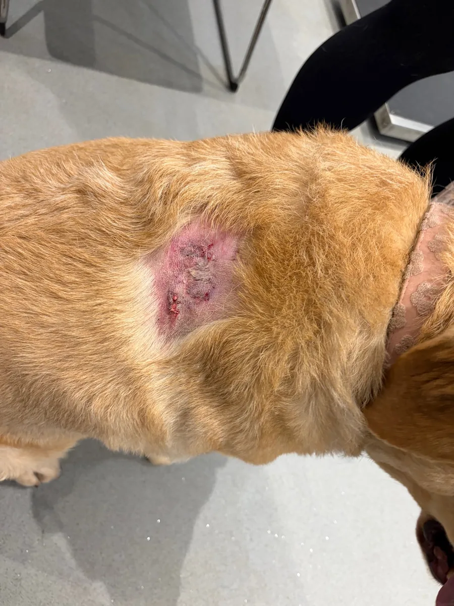 Missy at the vets being treated for her injuries